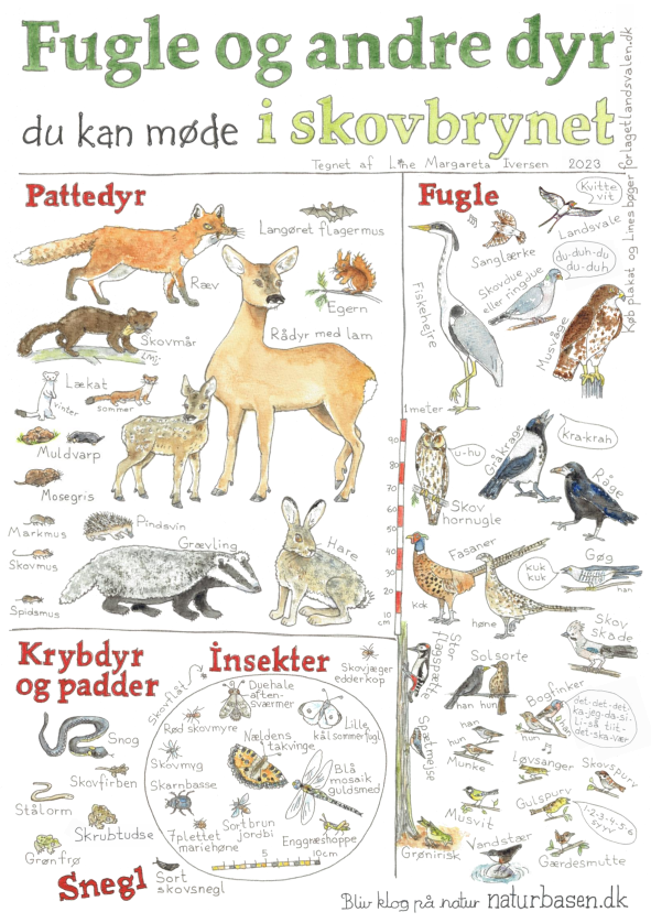 Forlaget Landsvalen - Naturplakat Fugle og andre dyr